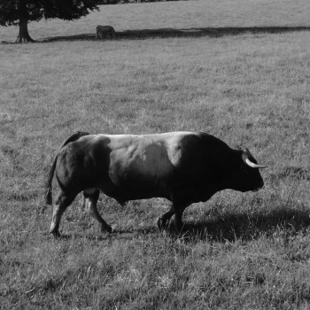 Pourquoi la race Aubrac ?