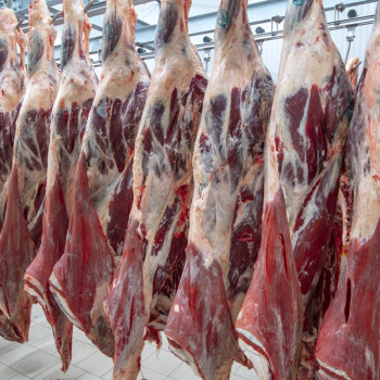 Transformation - Maturation